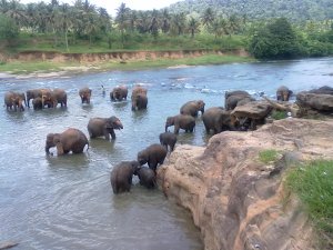 Elephant bath