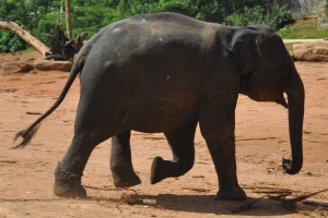 Elephants in Sri Lanka