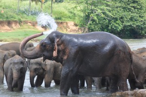 Elephants of Sri Lanka