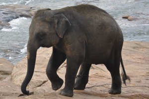 Elephants in Sri Lanka