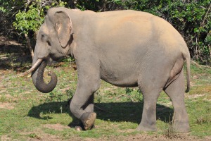 Elephants in Sri Lanka