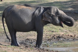 Elephants in Sri Lanka