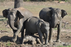 Elephants in Sri Lanka