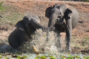 Elephants in Sri Lanka