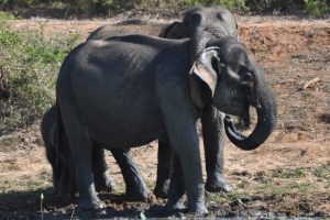 Elephants in Sri Lanka