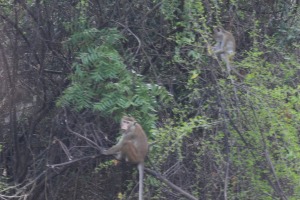 Monkey Sri Lanka