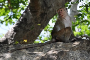 Monkey Sri Lanka