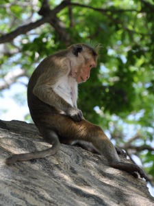 Monkey Sri Lanka