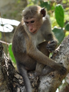 Monkey Sri Lanka