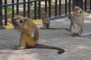 Monky Sri Lanka