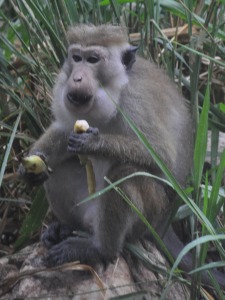 Monkey Sri Lanka