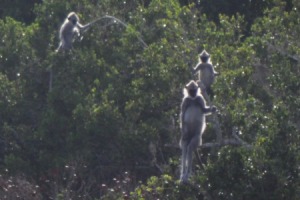 Monkey Sri Lanka