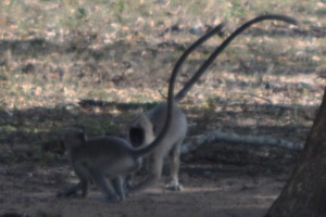 Monkey playing Yala Sri Lanka