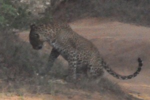 Leopard Pantera pardus kotika (Yala)