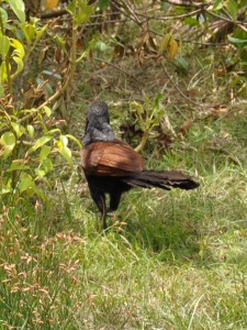 Birds in Sri Lanka