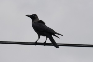 Bird in Sri Lanka