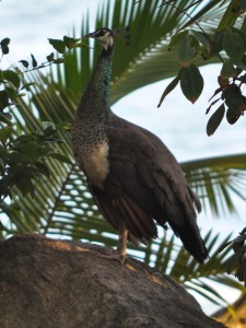 Birds at Mirissa