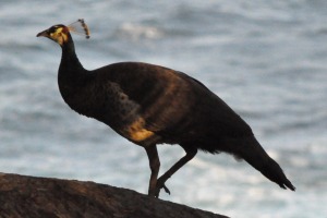 Birds at Mirissa