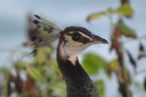 Birds at Mirissa