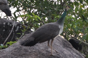 Birds at Mirissa