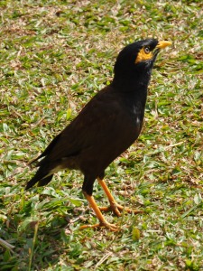 Birds at Bentota