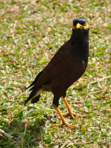 Birds at Bentota