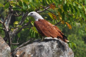 Birds at Bentota River Eagle