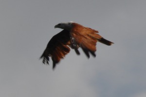 Birds at Bentota River