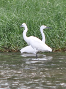 Birds at Bentota River