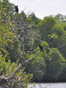 Birds at Bentota River