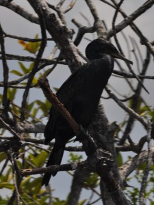 Birds at Bentota River