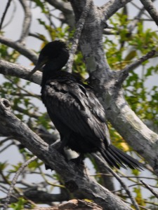 Birds at Bentota River