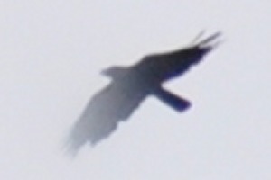 Bird over Colombo Sri Lanka saying cya...