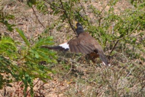 Birds in Sri Lanka