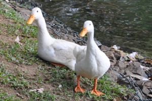 Ducks at Kandy lake