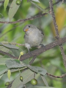 H Bird Samardhi Kandy