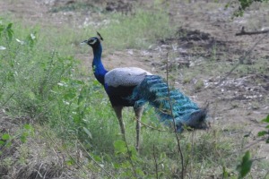 Peafowl Between Nuwara Eliya and Yala