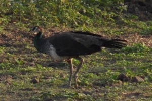 Birds at Yala