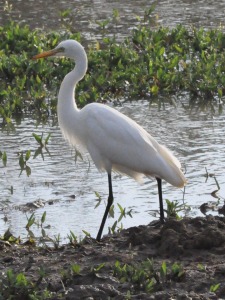 Bird at Yala national park sri lanka