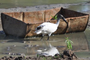 Bird at Yala national park sri lanka