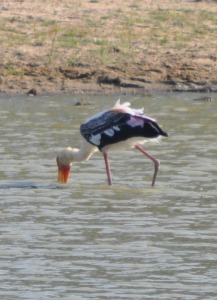 Bird at Yala national park sri lanka