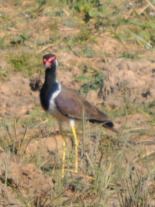 Bird at Yala national park sri lanka