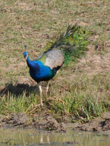 Peacock at Yala