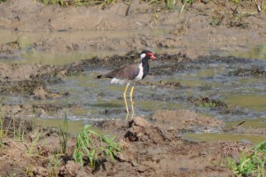 Bird at Yala