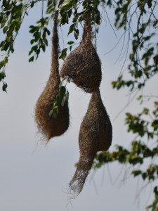 Birdnest at Yala