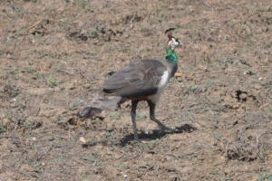 Birds at Yala