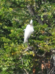 Bird at Yala