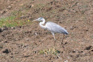 Birds at Yala