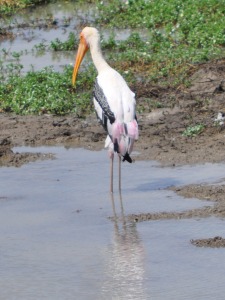 Birds at Yala