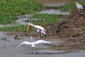 Birds at Yala